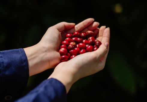 Cà phê hữu cơ là gì? Hiểu đúng về USDA Organic và EU Organic