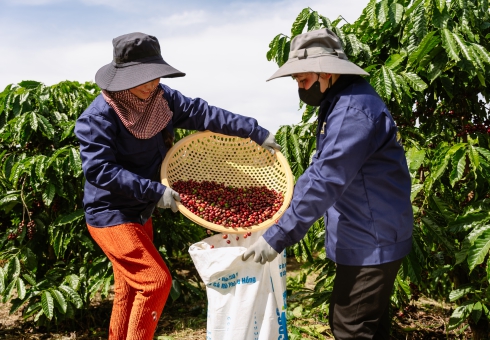 Canh tác - thu hoạch