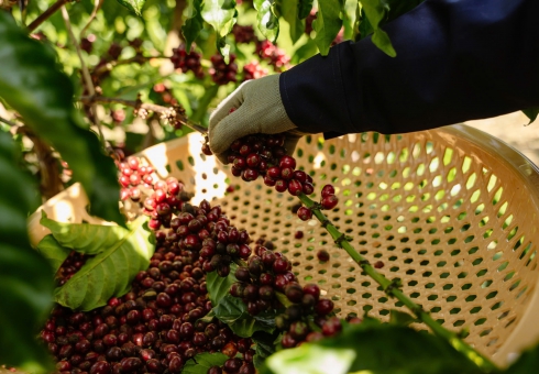 From Farm to Cup - Hành Trình Cà Phê Hữu Cơ