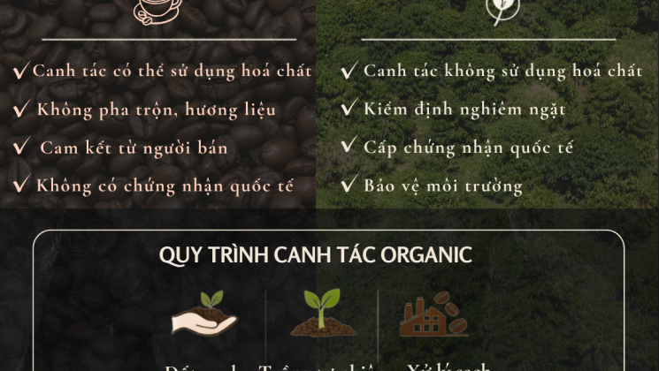 Cà phê “Sạch” và Cà phê “Organic” – Khác nhau ở đâu?